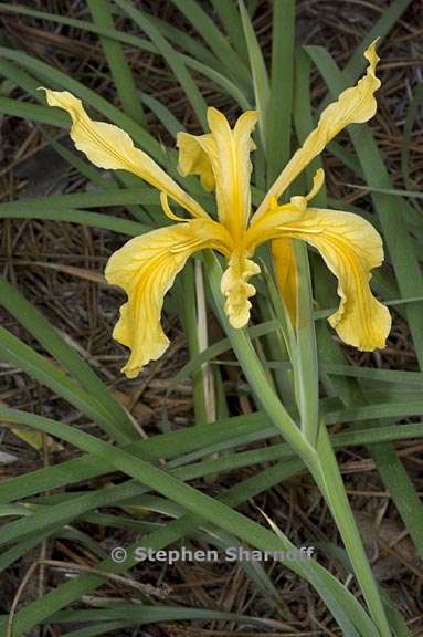 iris hartwegii ssp hartwegii 4 graphic